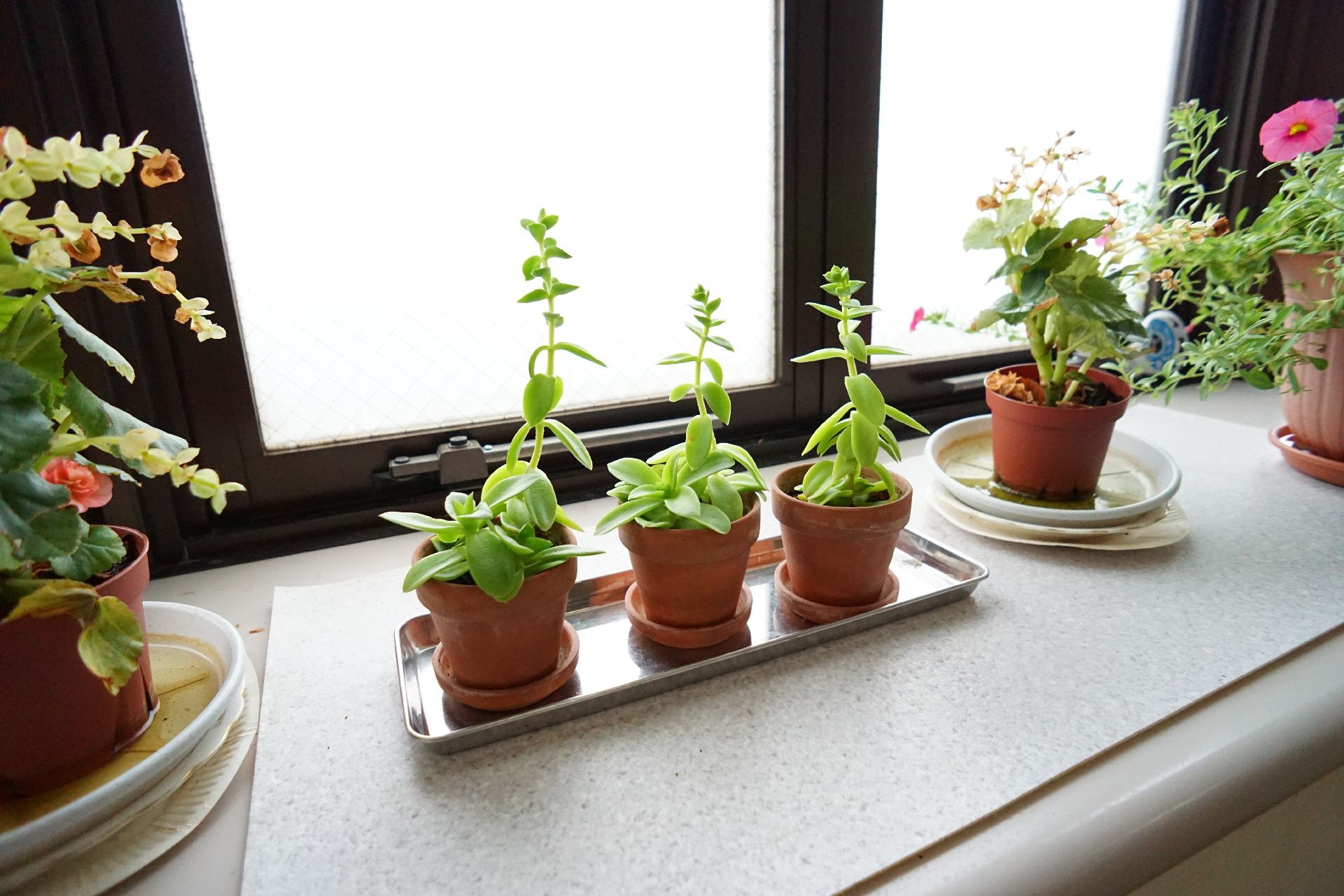 季節ごとに咲く花
