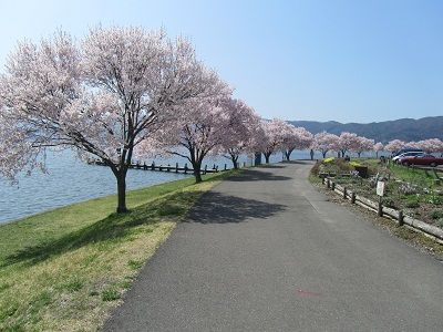 カーサ・デ・ソル諏訪湖（介護付有料老人ホーム）近くの桜並木道