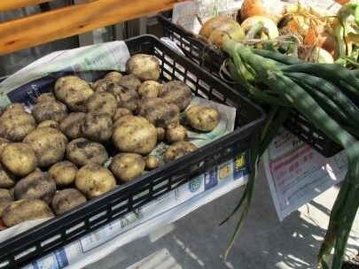 大きく立派に育ったジャガイモや玉ねぎが並んでいる。ジャガイモは土付き。