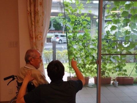 「四季彩 豊田」のグリーンカーテン。施設でゴーヤやヘチマを育てている。