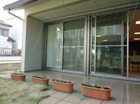 「四季彩 豊田」のグリーンカーテン。つる植物を育ててカーテンを作っている。