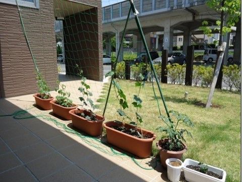 「四季彩 豊田」のグリーンカーテン2。トマトやアサガオなどの栽培。