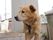 施設では犬がメンバーの１員として飼われている。不審者が入ってこないか見張る番犬の役目もしている。スタッフや入居者様にかわいがられている。