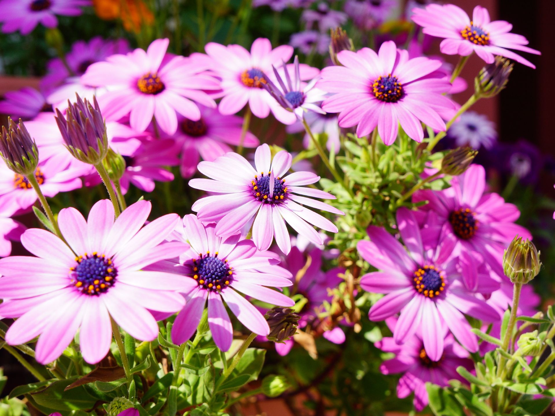 グループホームには、たくさんの花が咲いている。季節ごとに様々な花を植えて、入居者達が水やりをして育てている。