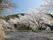 桜並木のある外観