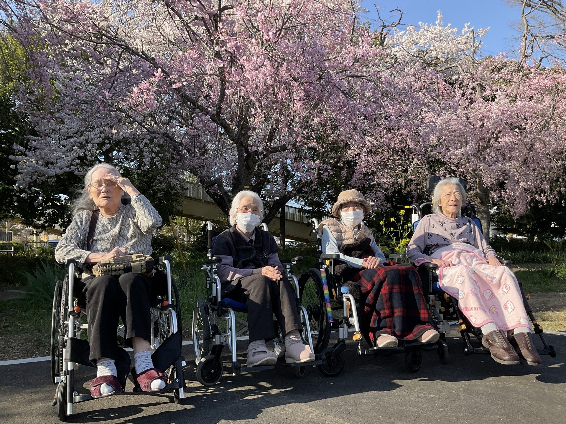 桜と戯れる利用者たち