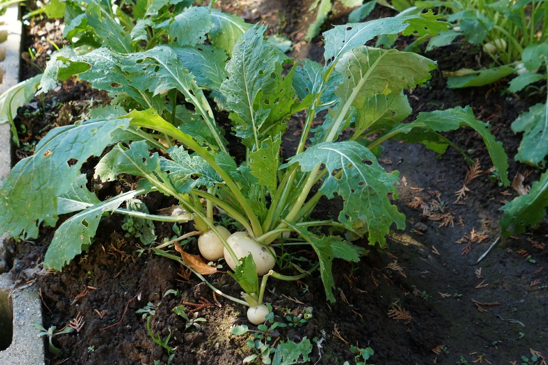 畑に植えられた大根