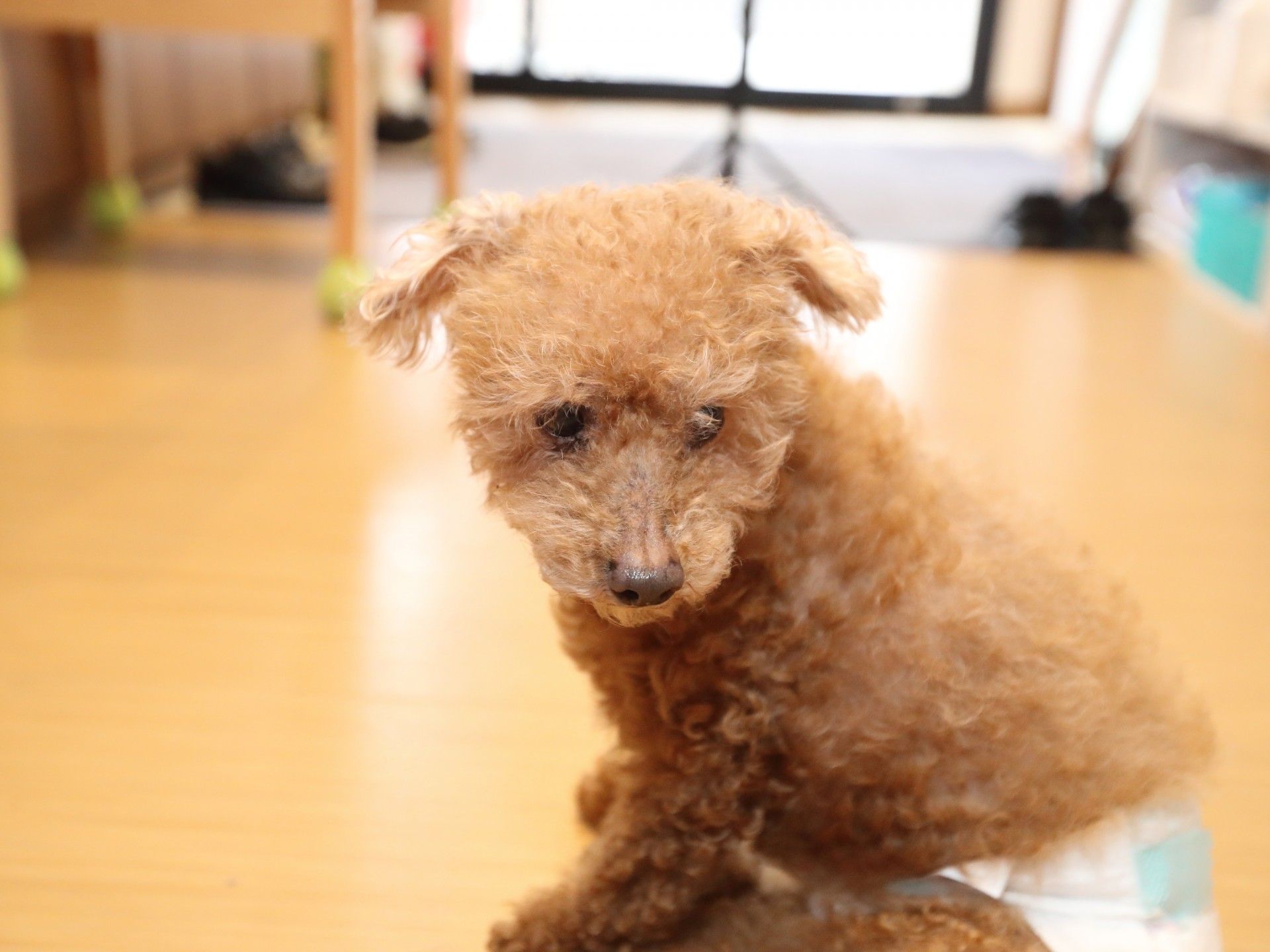施設で飼っているセラピー犬