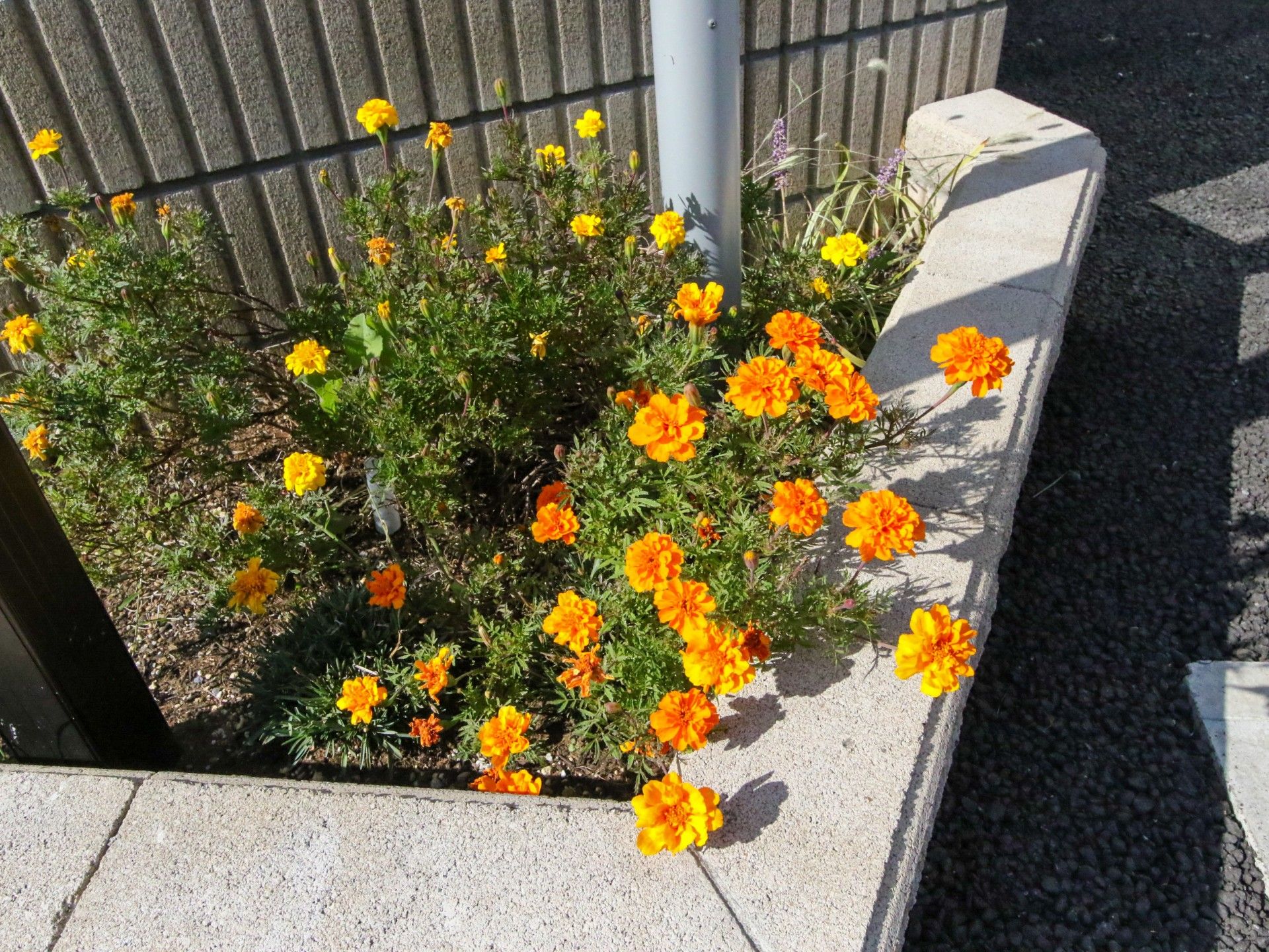 3種類のお花が植えられている花壇