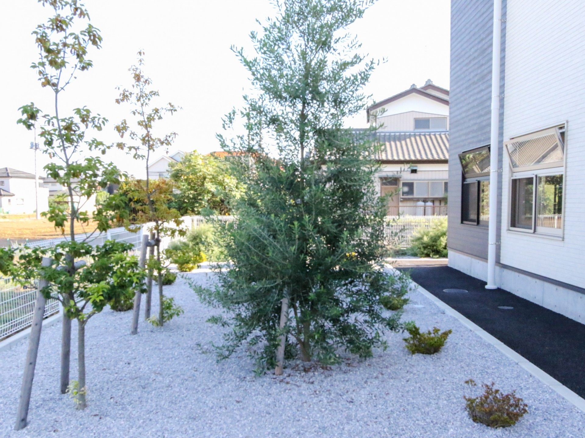 中庭にある木々