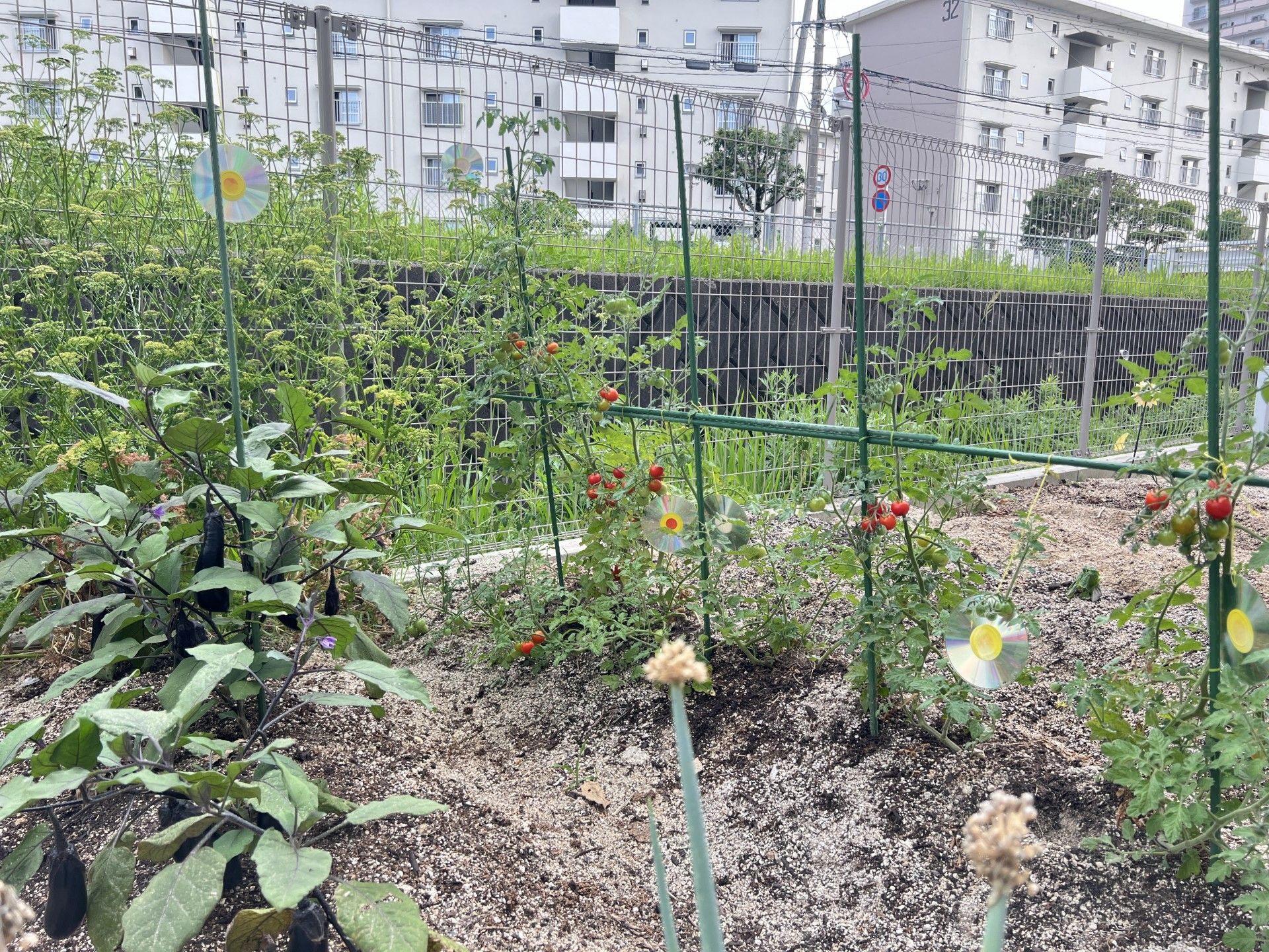 手入れされた野菜畑