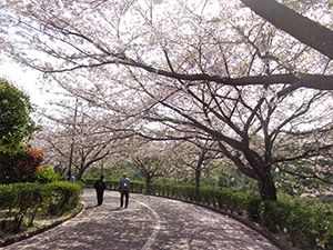 サクラの花が咲いている枝の下を歩いている高齢者が２名。両サイドには低木も植えられている。