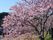 桜の花がきれいに咲いているスポット。大きな木の枝にはたくさんの花が咲き、奥には山もある。