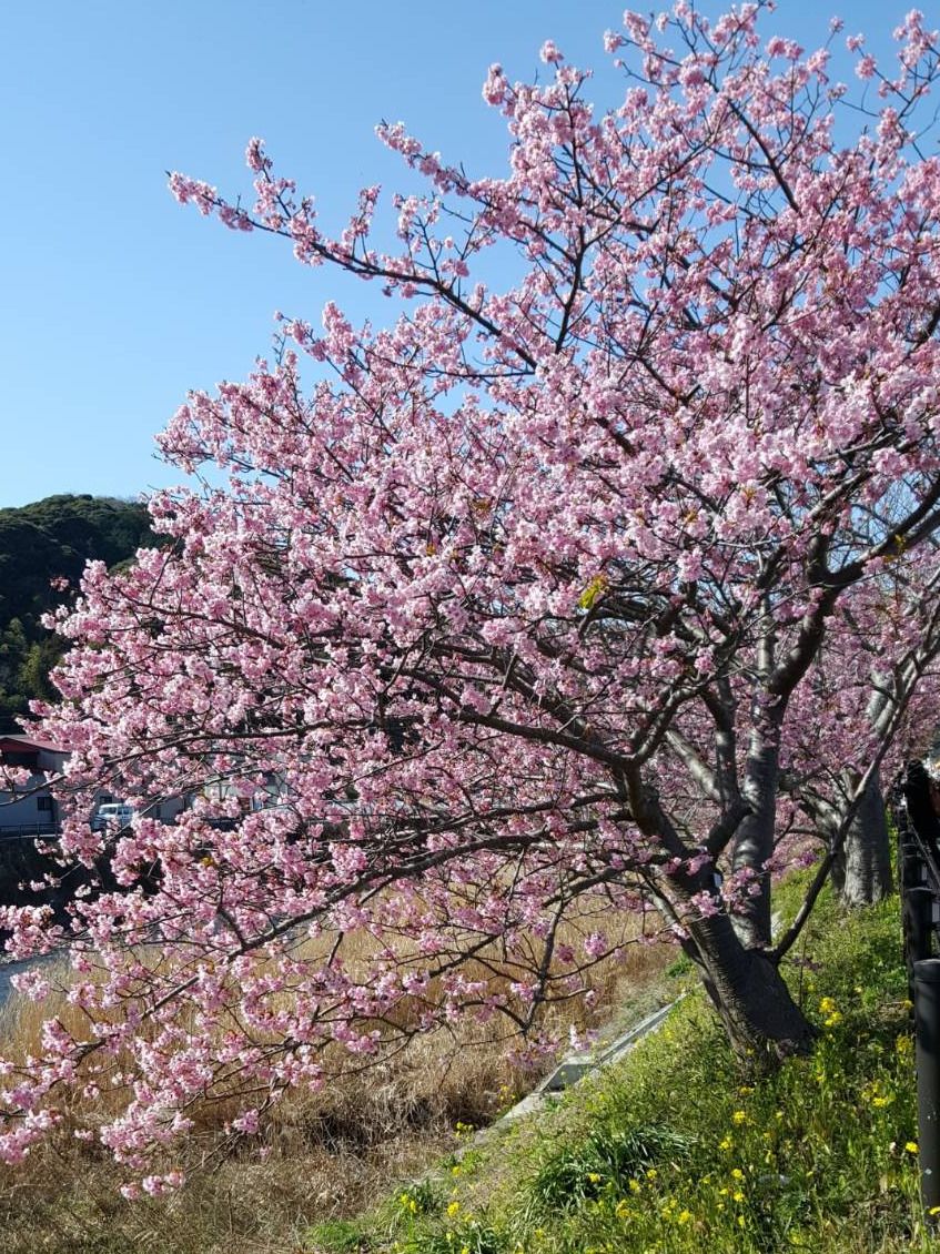 大きな桜の木があり、長く伸びた枝にはたくさんのピンクの花が咲いている。周りには自然が多い。