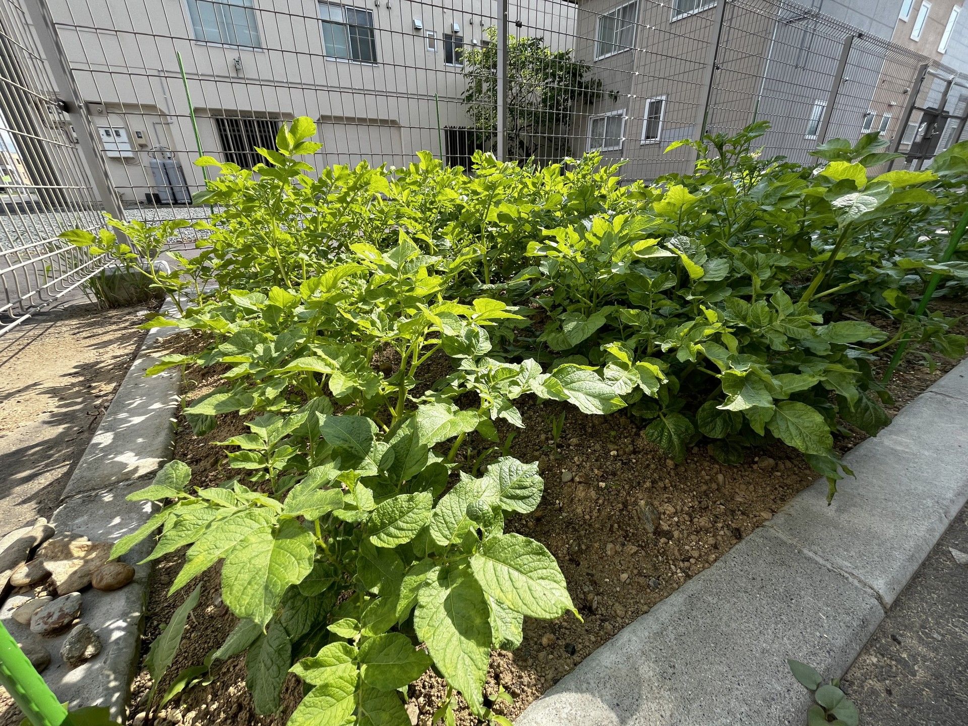 緑豊かな庭の畑