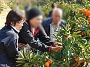 みかん狩り体験の様子