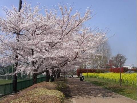 施設の近くにある、散歩にちょうどいい公園。春には見事な桜や菜の花が咲き誇り、花を愛でながらの散策が楽しめる。