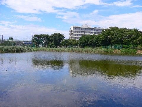 緑道の横にある沼にはカモやシラサギも集まり、夏にはハスの花も見られる。木々が茂り散歩道として整備されている。
