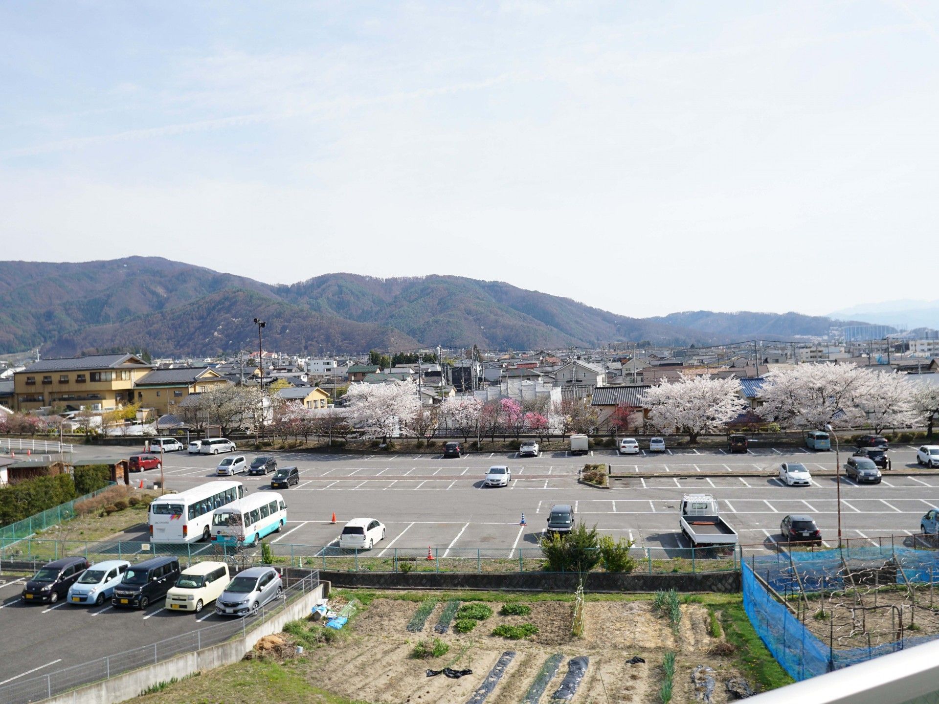 桜並木が見える景色