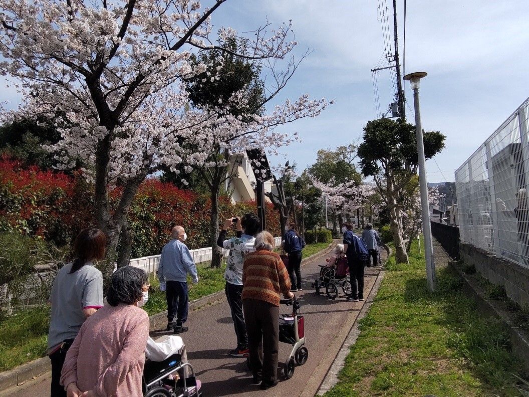 サクラの咲いている遊歩道をゆったりと散歩している高齢者たち。車いすやシルバーカーを利用している人もいる。