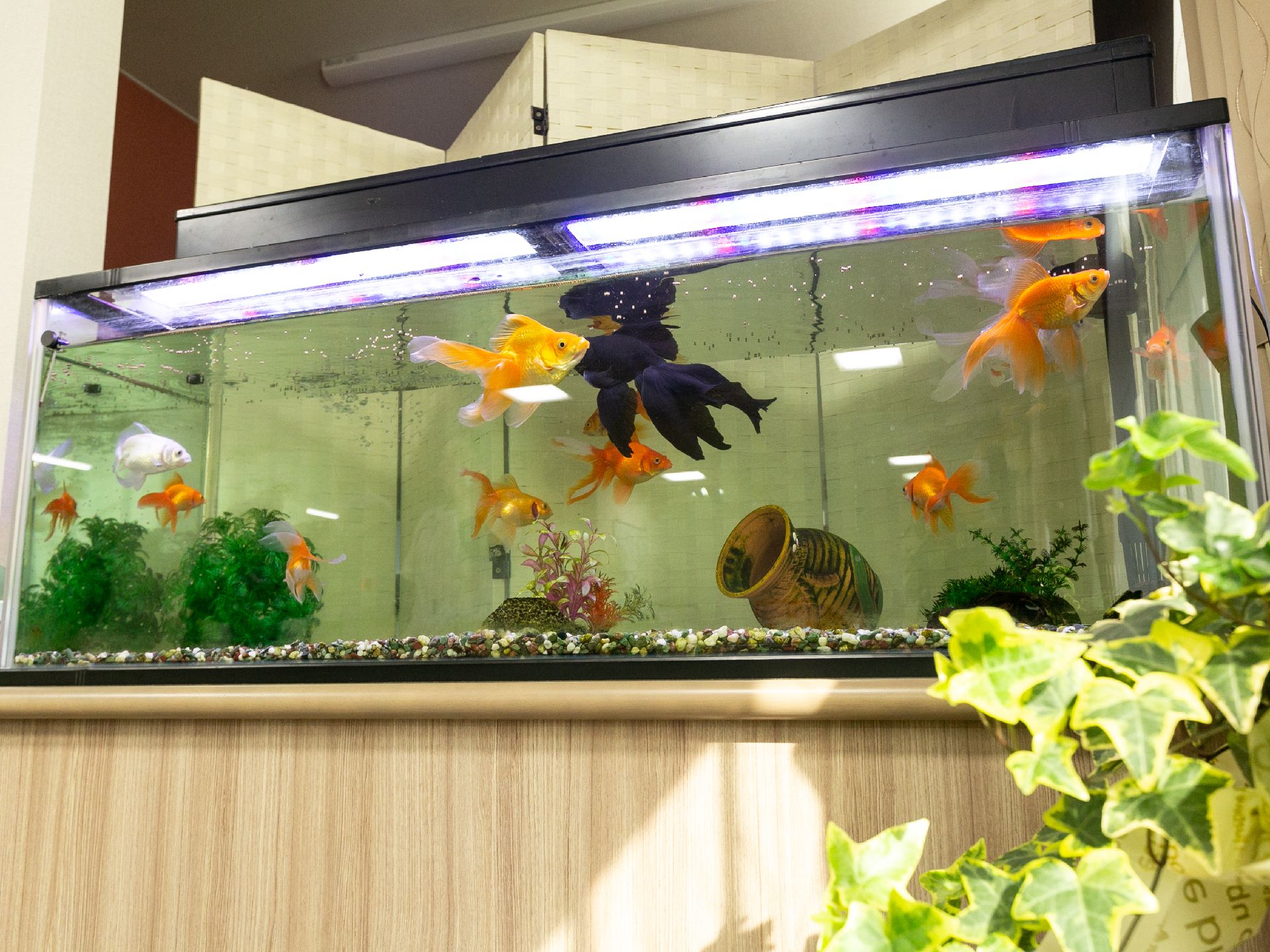 金魚が泳ぐ水槽