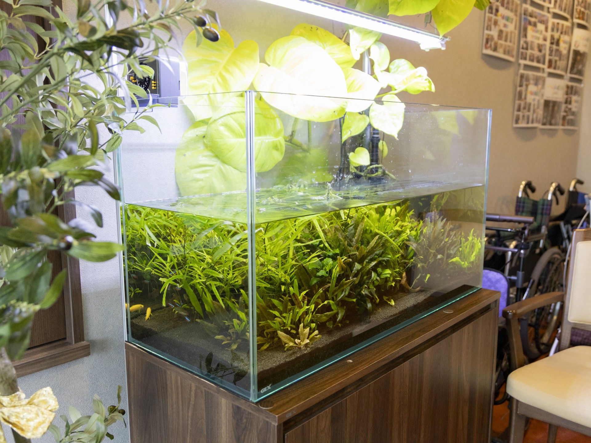 水槽と植物のある空間