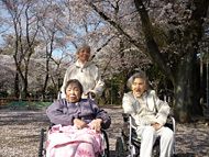 沢山のさくらの木がある場所で花見を楽しんでいる車いすの高齢女性たちと付き添いの女性スタッフ。
