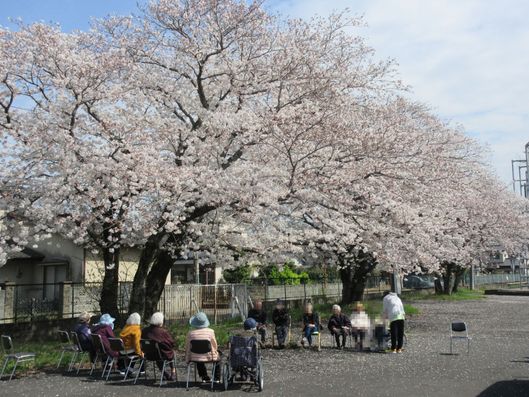 お花見