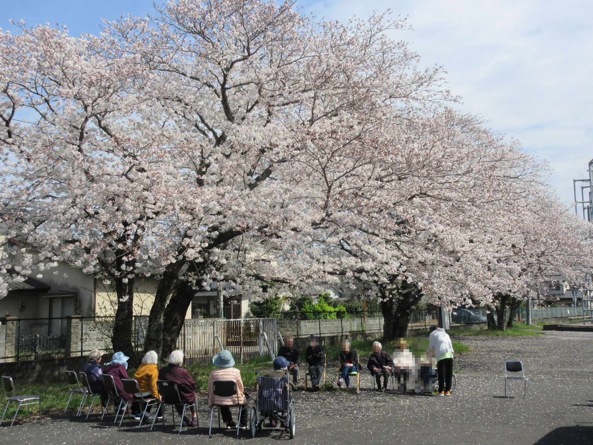 お花見を楽しむ入居者様
