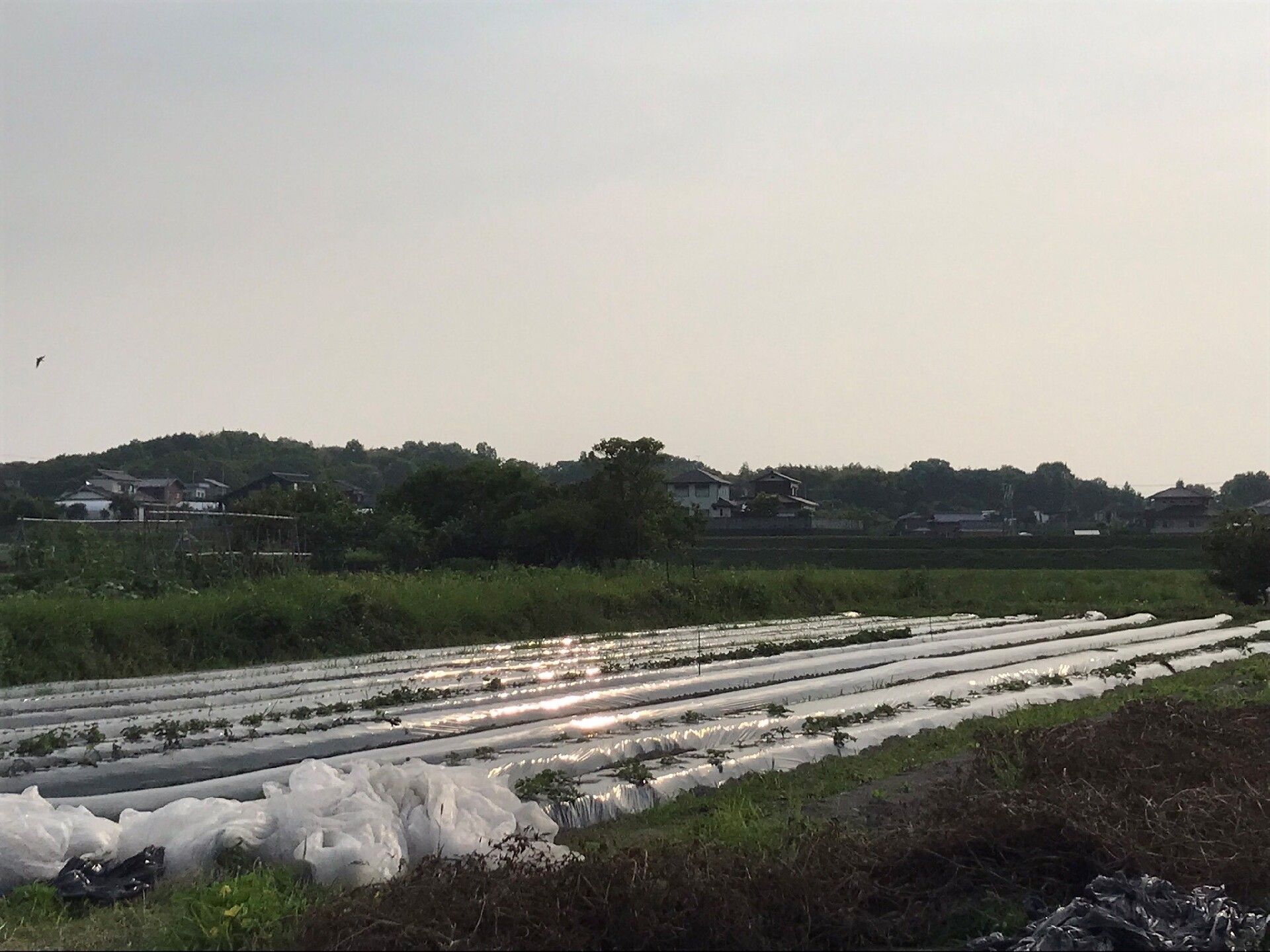 緑豊かな周辺環境。野菜植えられた畑や田んぼが広がり、奥には山が連なっている。