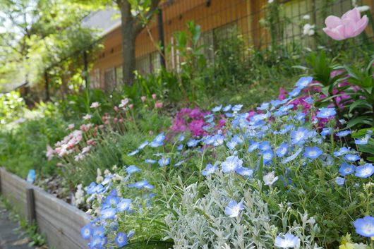 イングリッシュガーデン