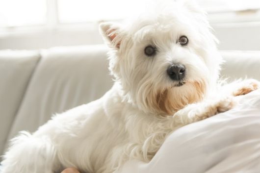 ペット可（規程あり）