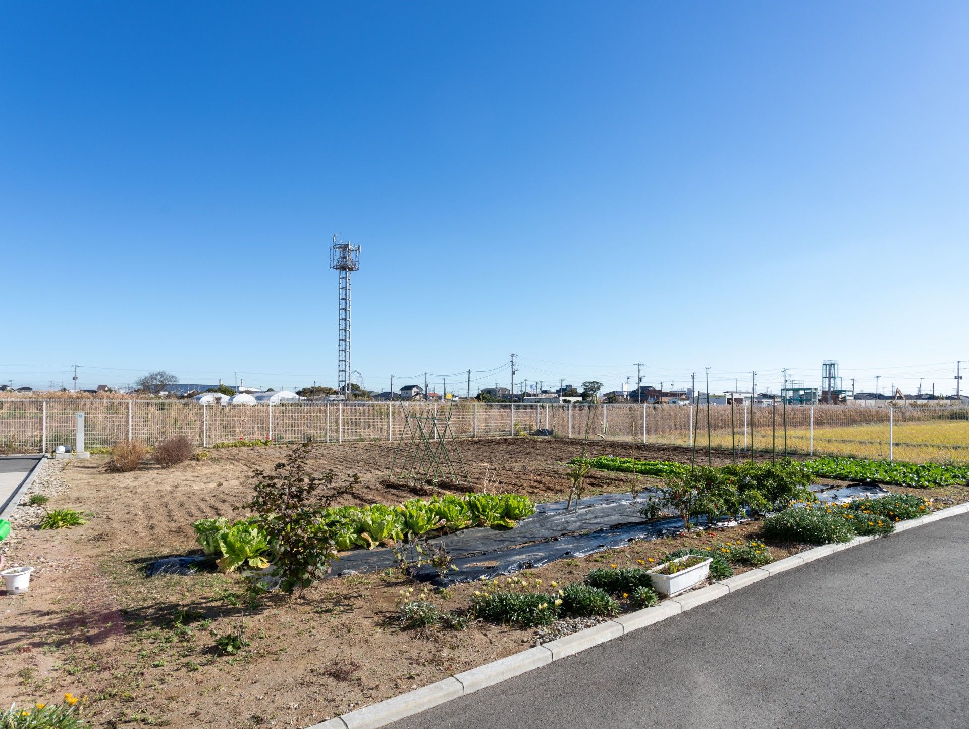 広がる畑と青空の風景
