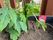 元気に育つ植物の鉢