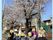 桜の下での集い