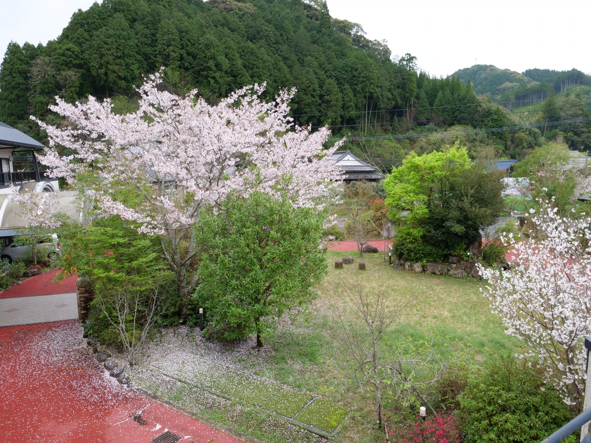 桜が咲く庭園風景