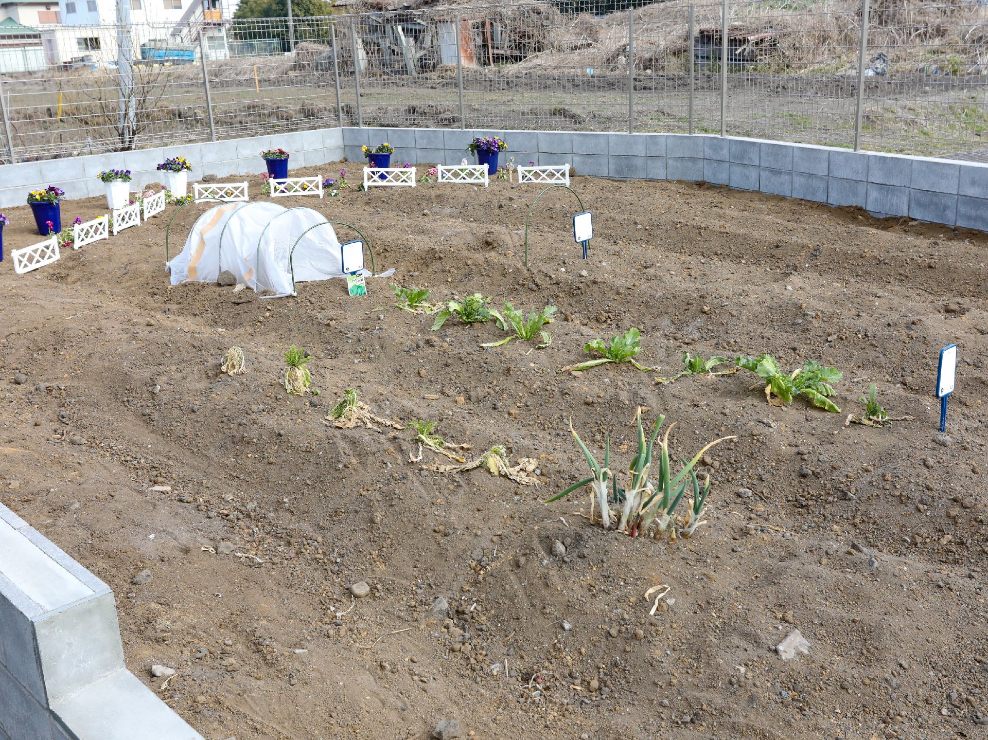 施設の近くに植えてある農作物
