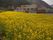 菜の花畑が広がるグループホーム前の土地