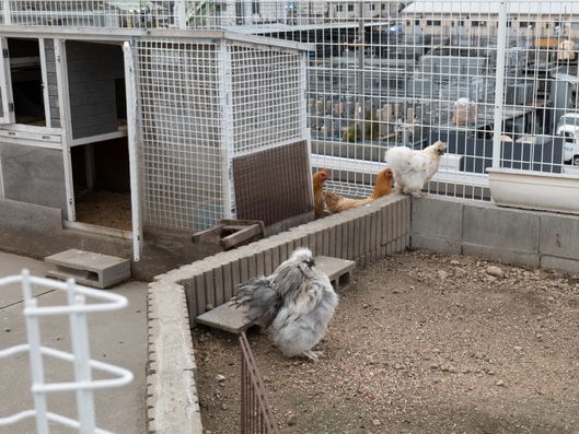 飼育小屋