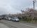 桜並木のある道路