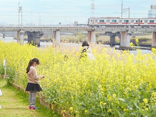 菜の花がたくさん咲いている河川敷。小さな女子たちが花摘みをしている。