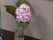 紫陽花が飾られた空間