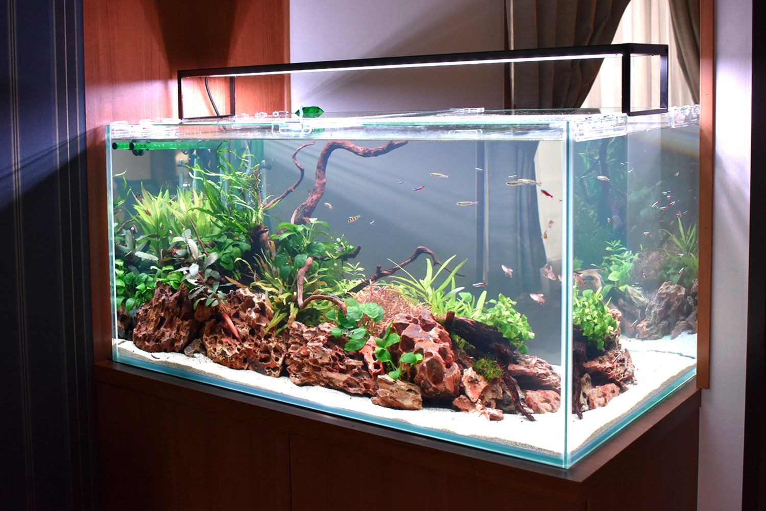 小さな魚が泳ぐ水槽
