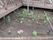 花壇に植えられたお花