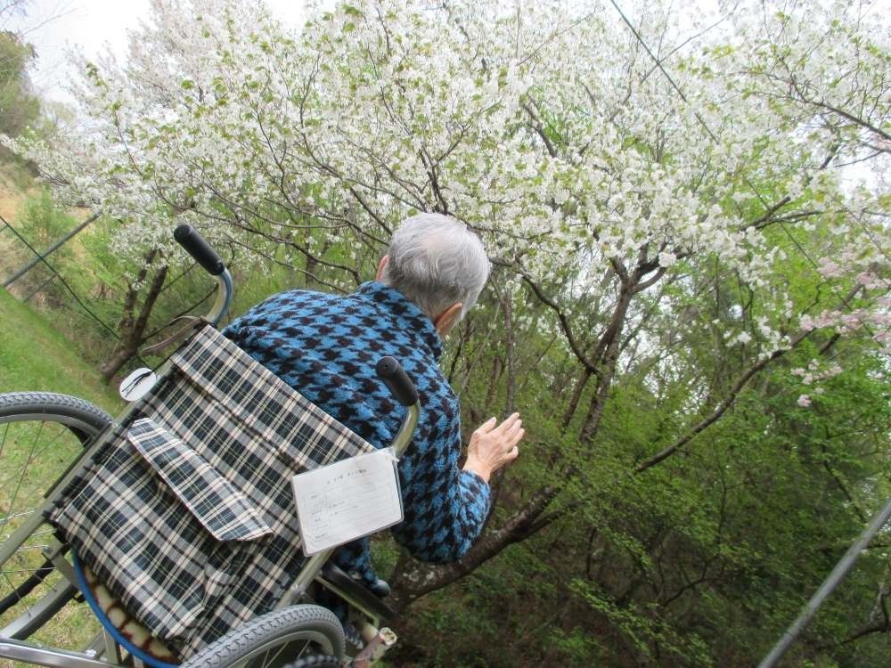 車椅子で花見を楽しむ高齢者