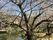 一面に見える大きな桜の木