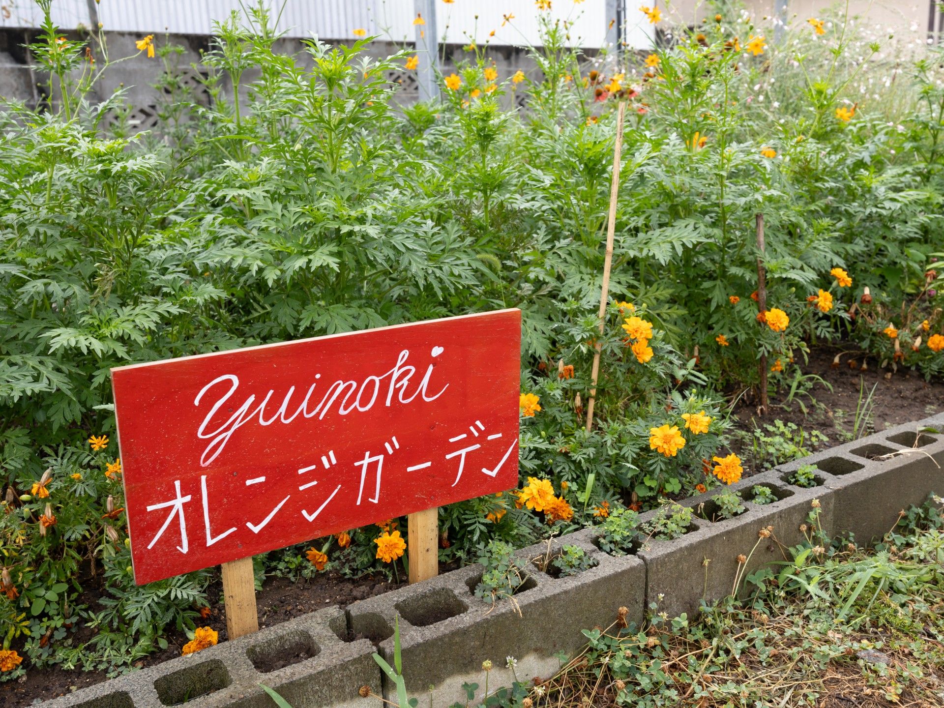 オレンジの花が咲く庭