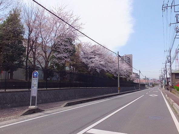 50回近く続く地域のお祭りで、盆踊りのほか、神輿やお囃子行列もある。商店街の両側から七夕の笹飾りが下がり、露店が並んでいる。