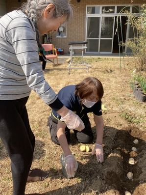 じゃがいも植え