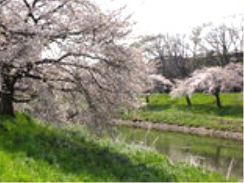 すこや家・志木柏町（介護付有料老人ホーム）の周辺環境。春にはお花見をお楽しみいただける豊かな自然環境がございます。